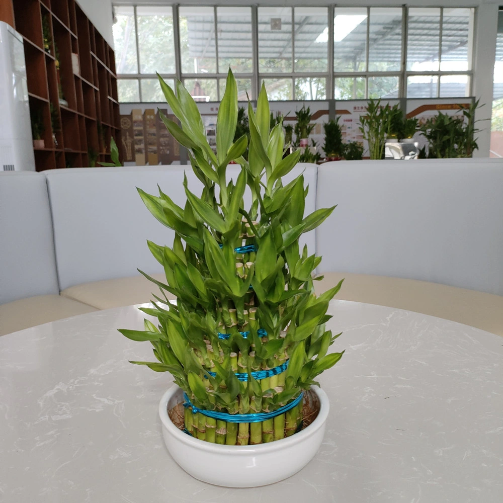 L 5laplules Tower Bamboo Dracaena Sanderiana هدية الحظ السعيد من أجل أمي" اليوم