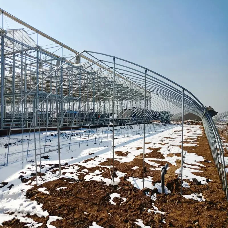 Agricultural Double-Layer Film Greenhouse Vegetable Lettuce, Tomato Greenhouse Hot Steel Frame