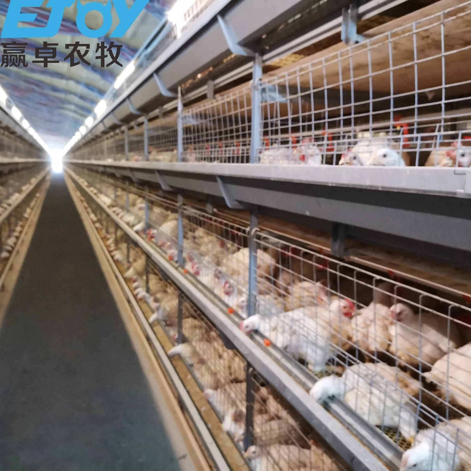 Geflügelzuchtgeräte H Frame Broiler Käfig für große Farm Capaicty 50000+Huhn