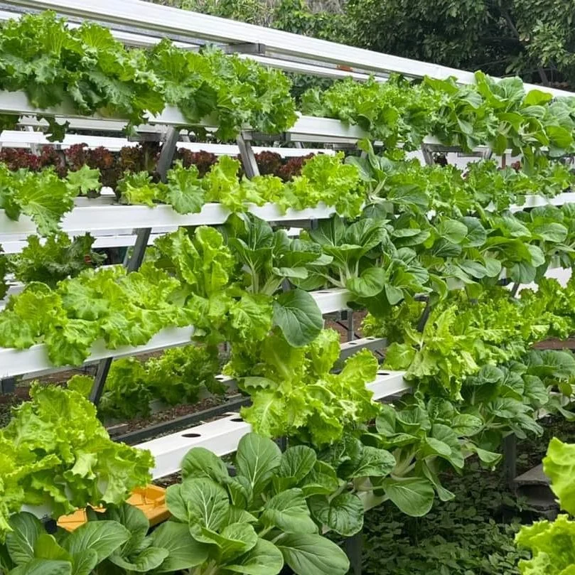 Hydroponics Greenhouse NFT Canal Lechuga sistema hidropónico de plantación