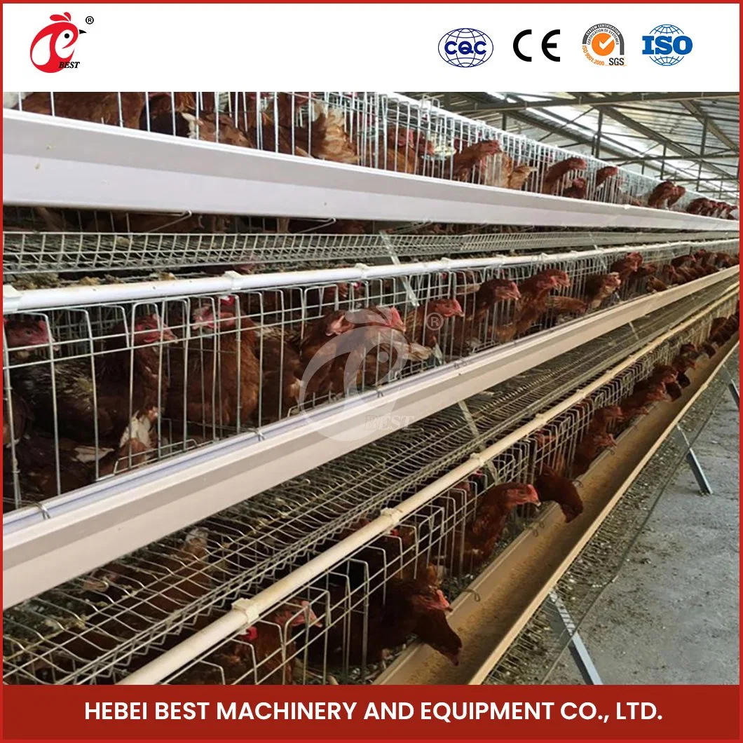 Bestchickencage China Vollautomatische Chicken Layer Cage Farm Lieferant Custom Kommerzielle Geflügelschicht Häuser Konfiguration Elektrische Hühnerstall Türen