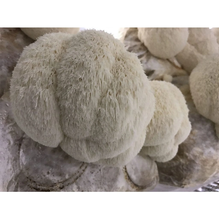 Mane do Molai Lion 25 kg/saco/extracto de planta de tambor pó de frutificação de Mushroom