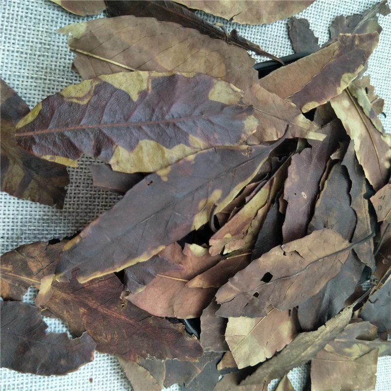 Dong Qing Ye Medicina tradicional China Hoja de Wintergreen cruda