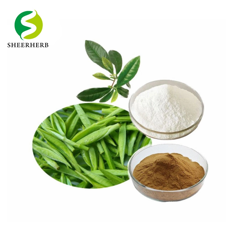 Pure Natural Plant EGCG 40% L-Theanine CAS 3081-61-6 Green Tea Extract L-Theanine