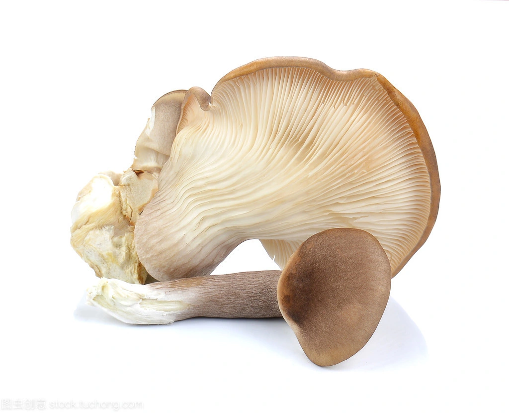 Brc a Approved Wholesale/Supplier Delicious Canned Oyster Mushroom Whole