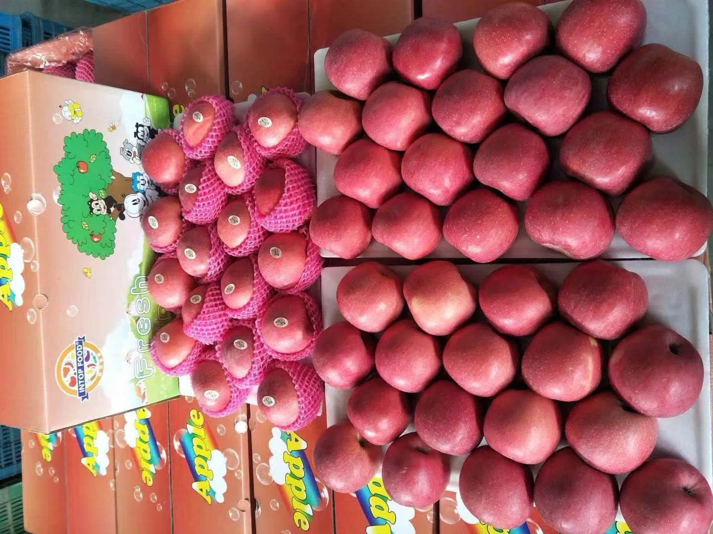 Des fruits frais Qinguan Apple en sacs de papier rouge