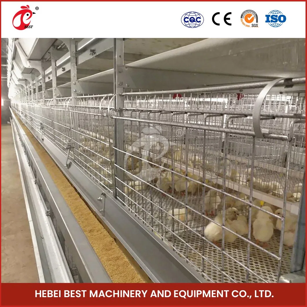 Bestchickencage H Type Small Pullet Cage Breeder Cage China Pullet Cages Used for Chickens Factory High-Quality Felt Material Chicken Pullet Cage Poultry Farm