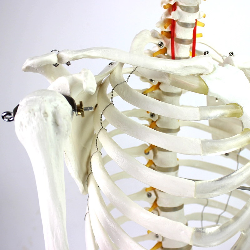 Reproduction et précision élevées modèles d'enseignement médical squelette humain de 85cm