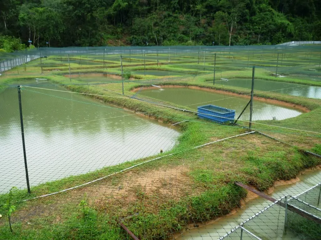 Red Antiaves de HDPE virgen para la Agricultura