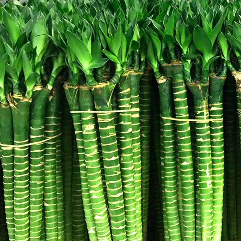 La suerte de Lotus Lotus plantas de bambú natural de bambú de la suerte de vivir plantas verdes