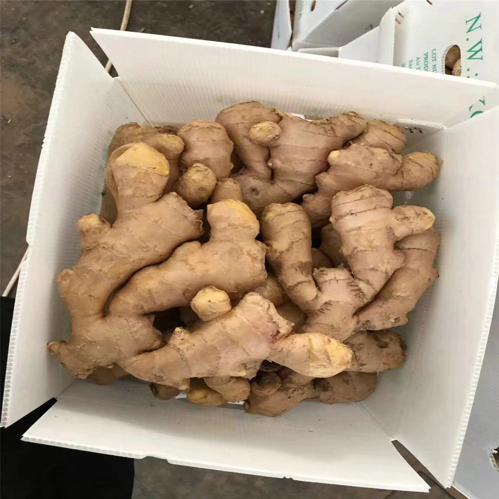 High quality/High cost performance  Dried Ginger Market Price