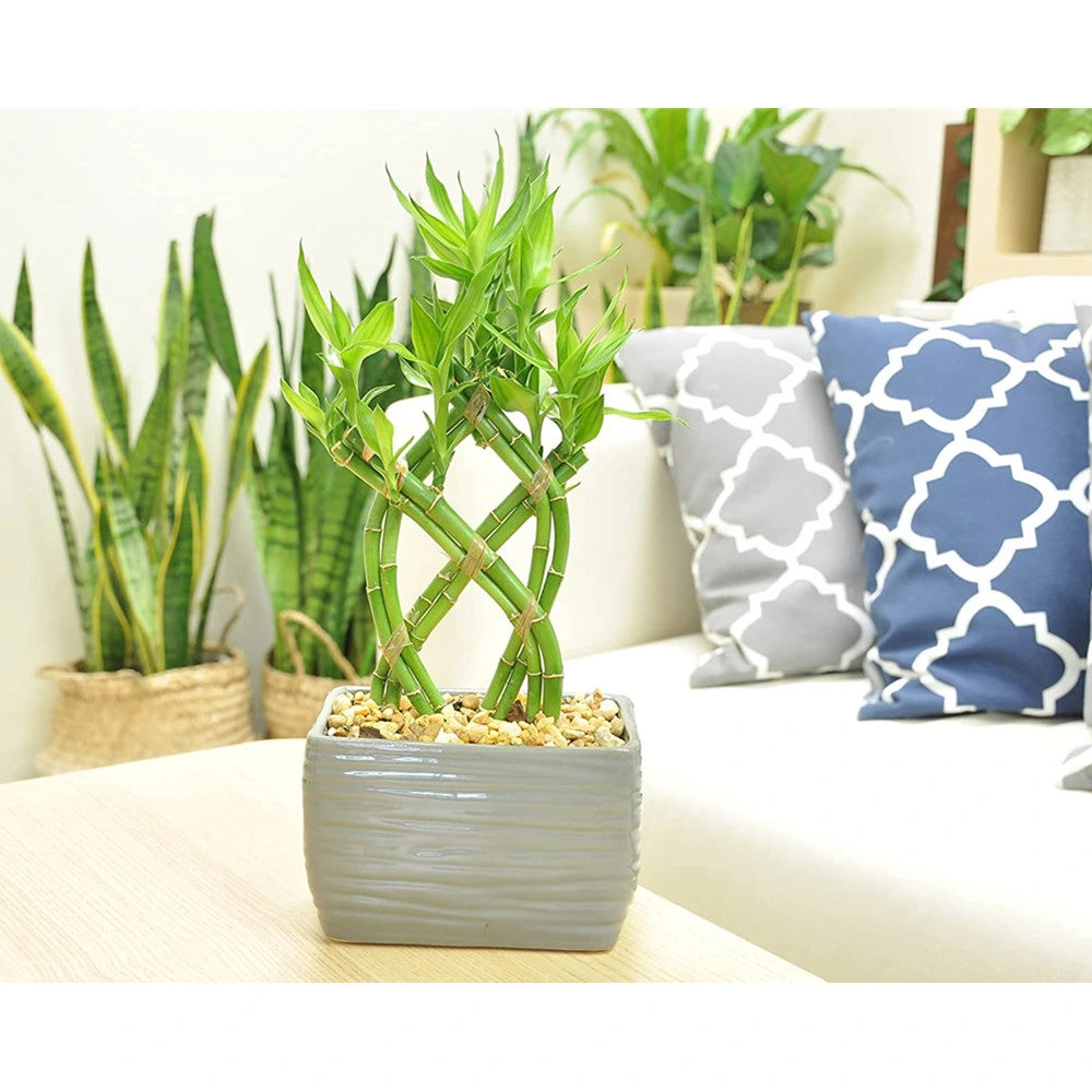 Live 8 Braided Lucky Bamboo Plant Arrangement Live Plant Ornament Decor for Home, Kitchen, Office, Table, Desk -Luck, Good Fortune