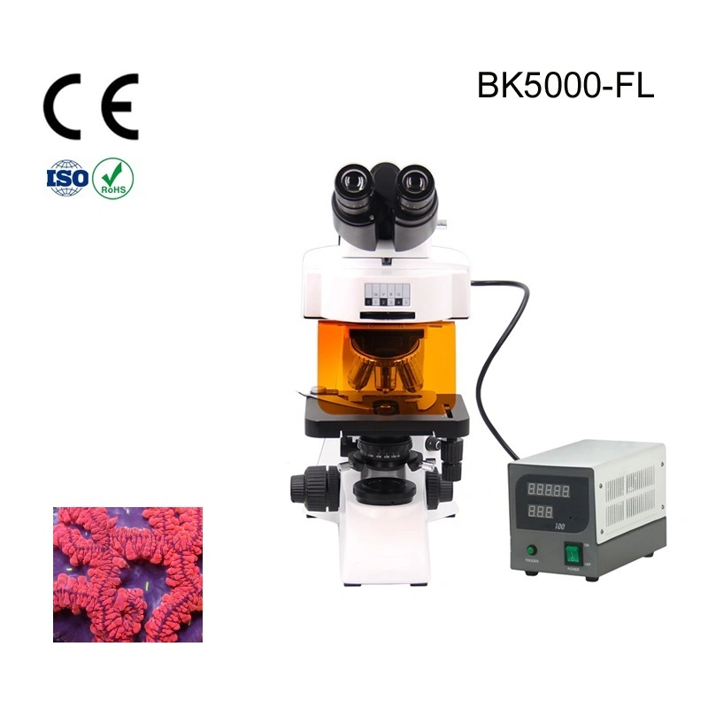 Alltion Microscope Multi-Viewing Educational Teaching Fluorscent Microscope for Low Price