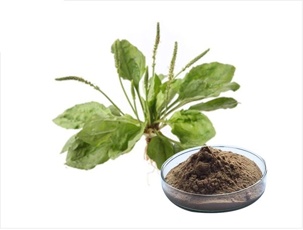 Plantago Herb Extract Plantago Depressa Willd Asia Plantain Extract