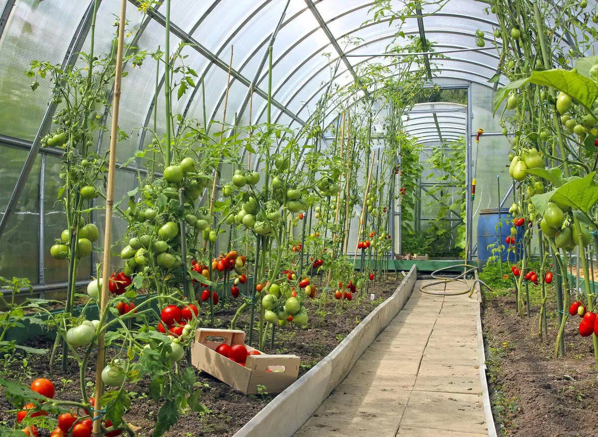 Serre de verre avec système de culture hydroponique pour légumes/ fleurs/ tomates/ Ferme/jardin/Agriculture