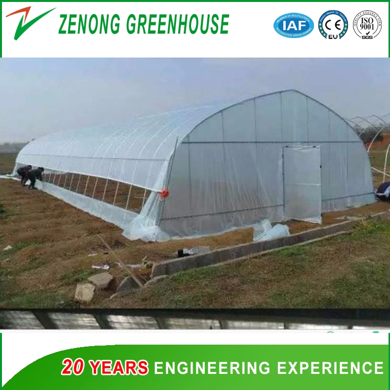 Modern Design Style Poly Single-Arch Film Greenhouse with Shading Screen/Ventilation Equipment