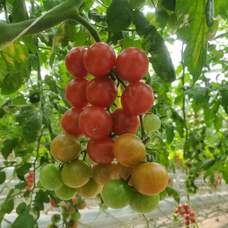 Frame Steel Galvanized Multi-Span/Plastic Film Greenhouse with Hydroponics Irrigation System for Strawberry/Flowers/Vegetables