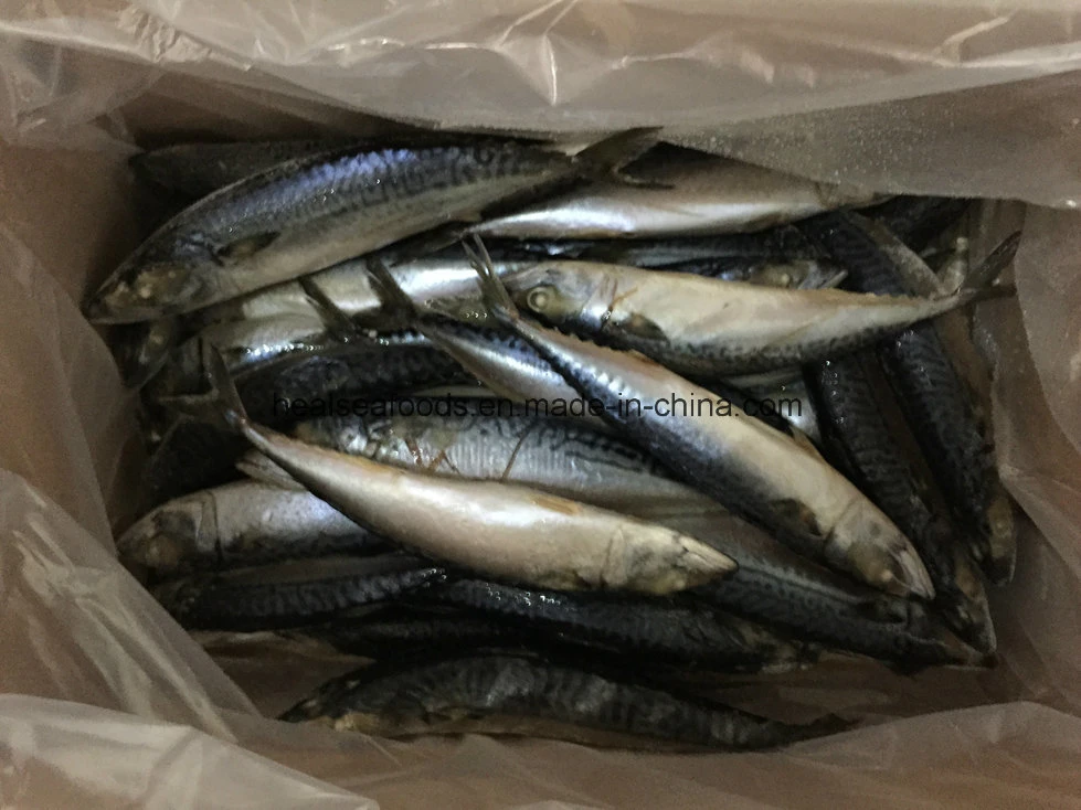 Good Quality Small Size Mackerel (100-120)