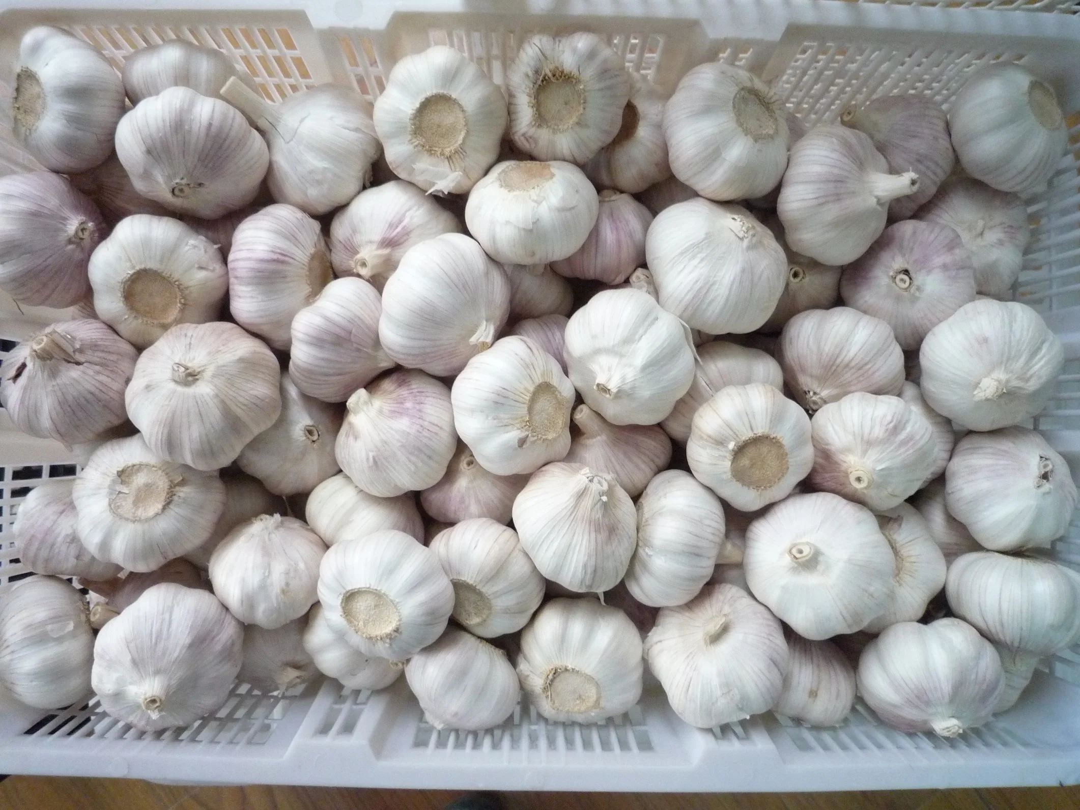 Mesh Bag Packing 5-7cm Normal Pure Red Fresh Garlic