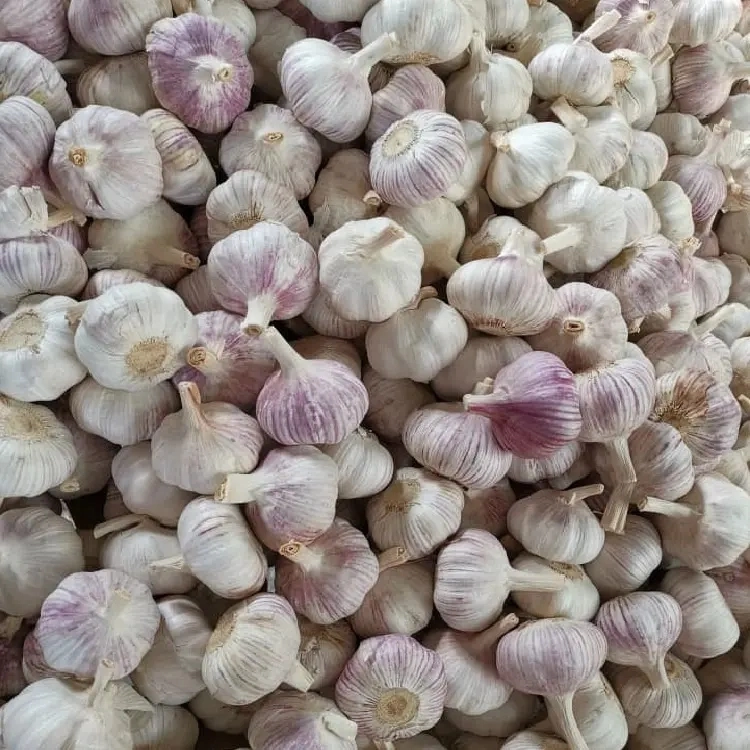 Pizhou Peeled Garlic Fresh Chinese 3p Pure White Garlic Normal White