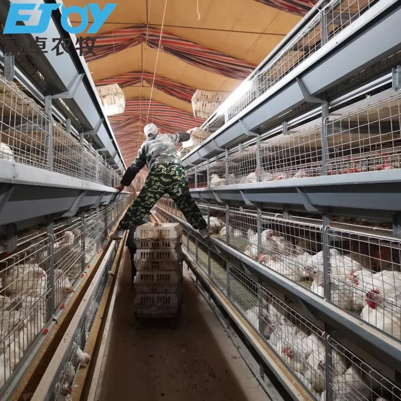 معدات تربية الدواجن H Frame Broiler Cage for Large Farm كاباسيتي 50000 + الدجاج