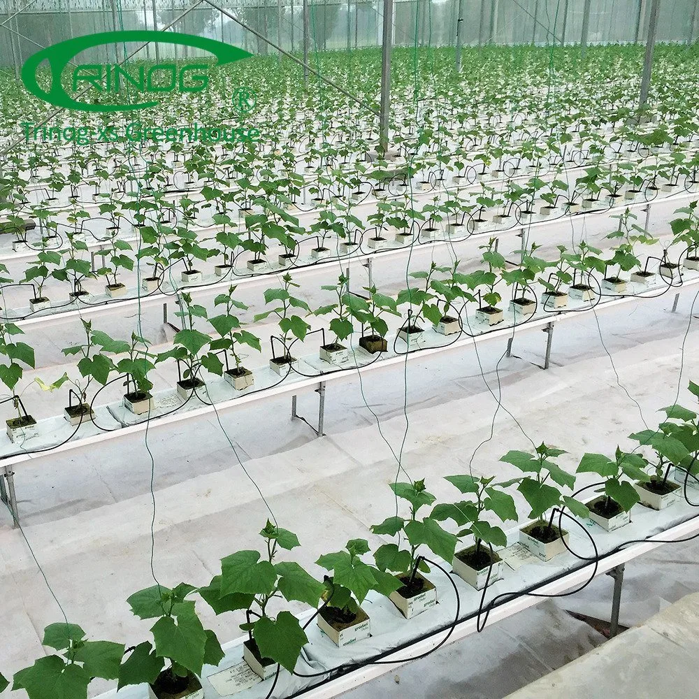 Multi-span Film Vegetable Greenhouse with Hydroponics Growing System