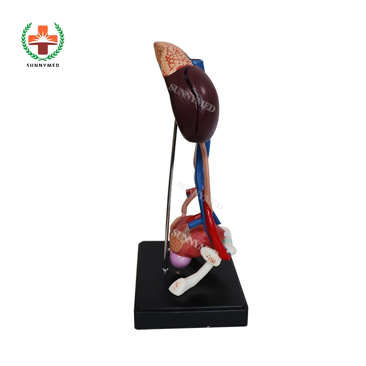 Human Teaching Male Urinary System Anatomical Model for Medical School