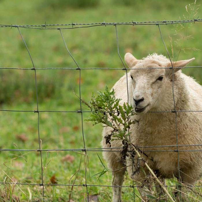 High Tensile Goat / Cattle Fence/Hinge Joint/Fixe Knot Field Fence/Farm Wire Fence /Farm Fence/Livestock /Deer/Sheep Fence/Stiff Stay Fencing