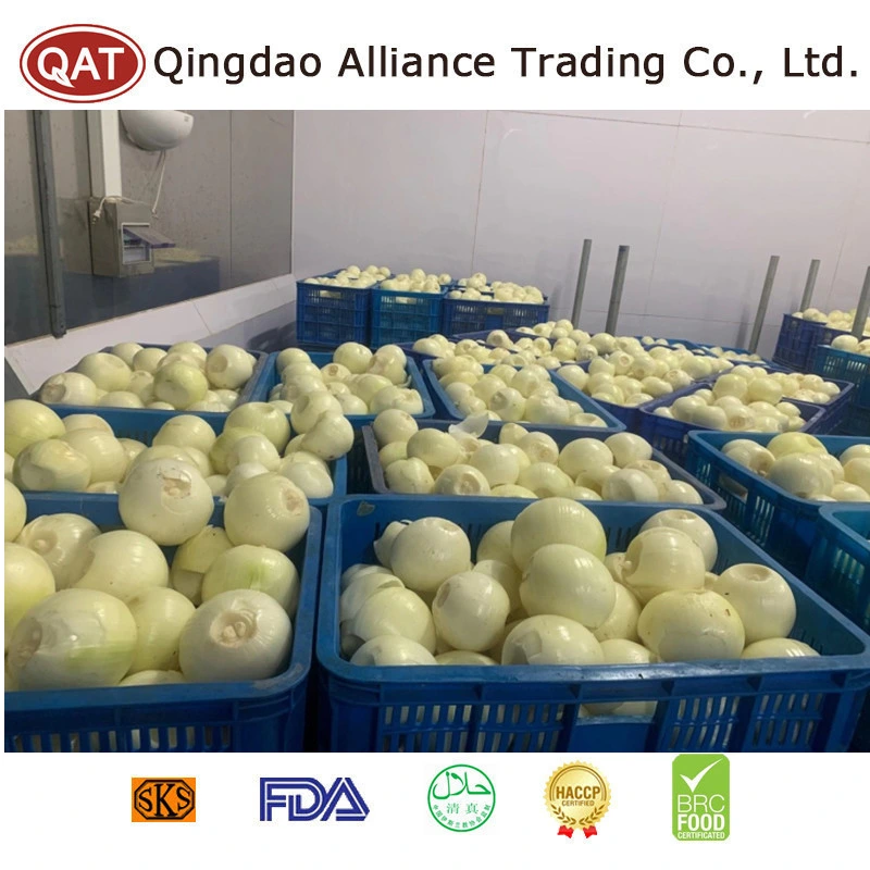 Global Hot Sale Fresh Raw Peeled Onion Ball Green White Onion with 10kgs or 20kgs Bulk Carton