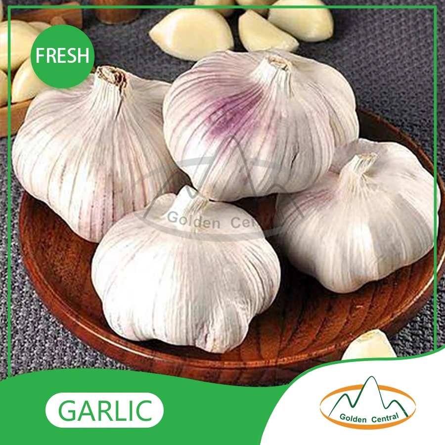 Hot Selling Premium Quality Garlic