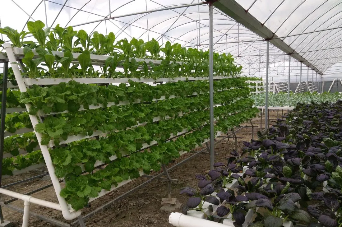 L'agriculture HYDROPONIQUE NFT de légumes de serre du tuyau PVC croître