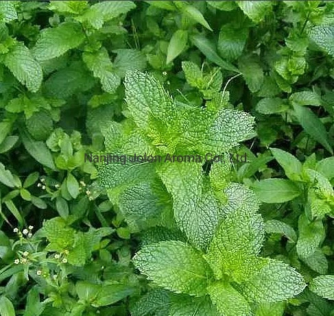 Big Discount Spearmint Oil, Natural Mentha Spicata Oil, CAS 8008-79-5 with Good Quality