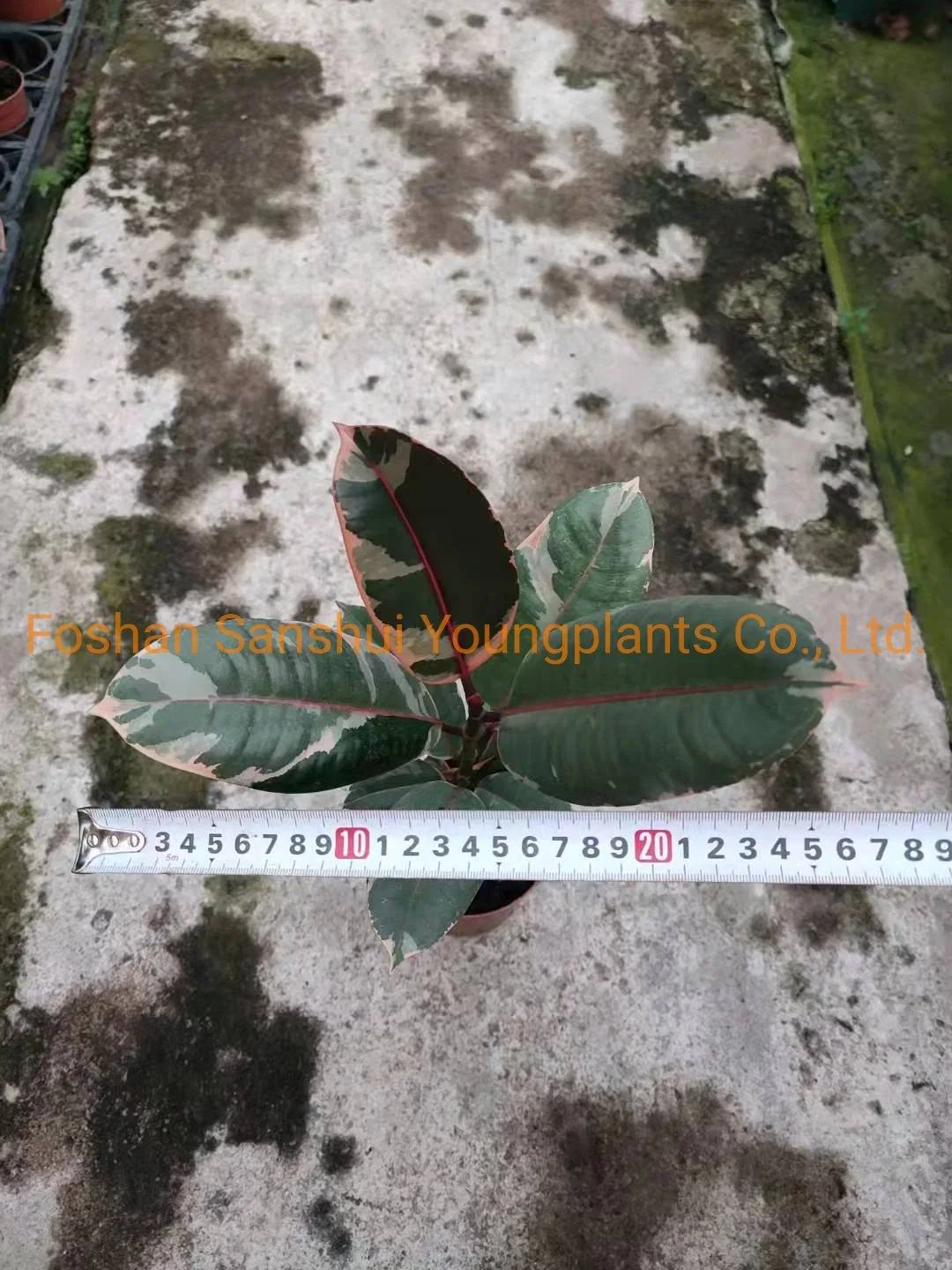 Mayorista/Proveedor Varigated el cultivo de tejidos naturales de la bandeja de los jóvenes viven Bonsai naturales Las plantas de interior