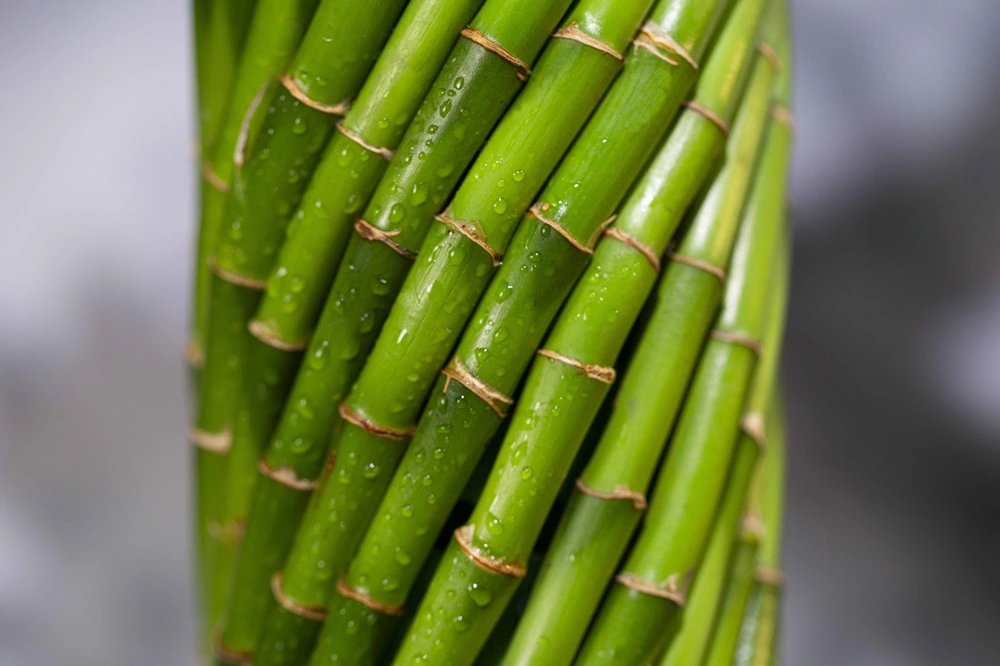 Lucky Bamboo Dracaena Sanderiana Green Plants Bonsai Hotsale