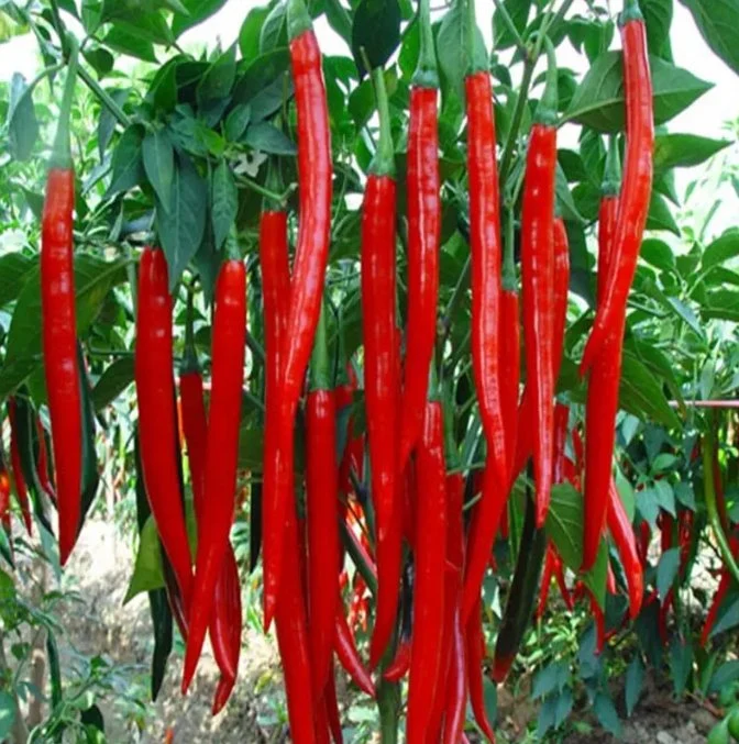 Smart Hidroponia Vertical Farm Pepino Tomate pimenta do reino vegetal Preço com efeito de estufa