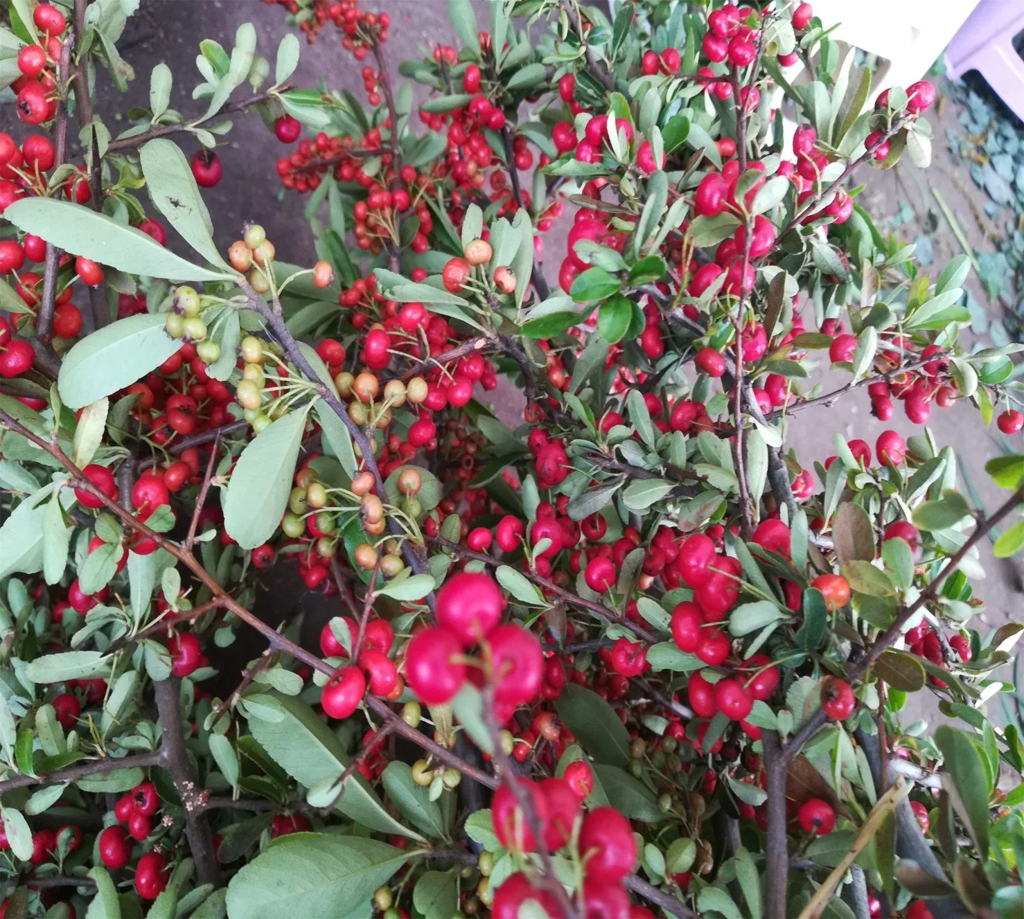 Magnifique jardin décoration feuilles des plantes fraîches coupées Prickle fruits rouge