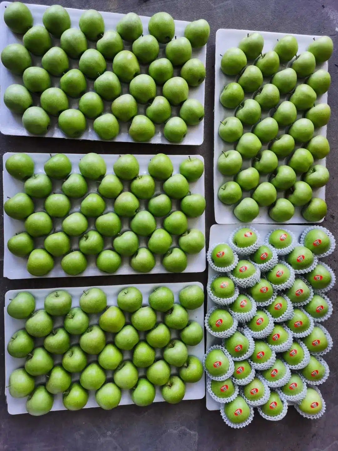 Green Color Green Qinguan Green Gala Apples