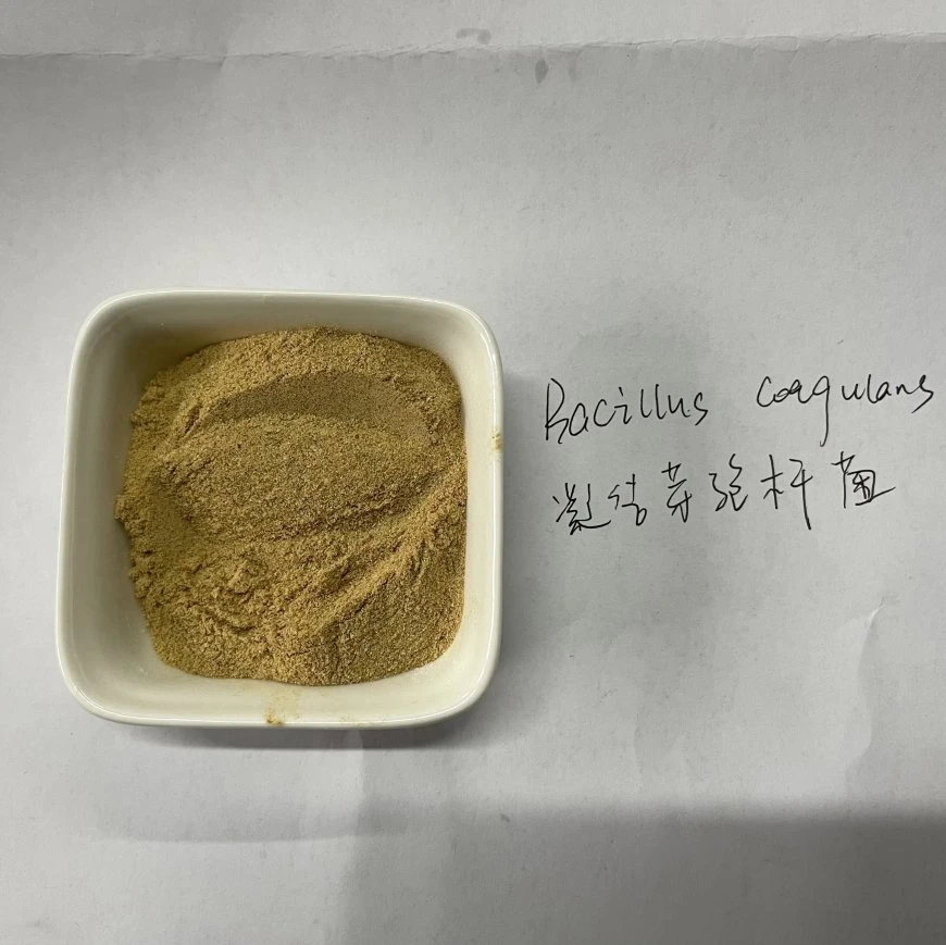 CAS 68038-65-3 ISO Factory Wholesale/Suppliers Best Price Probiotics Bacillus Subtilis Powder