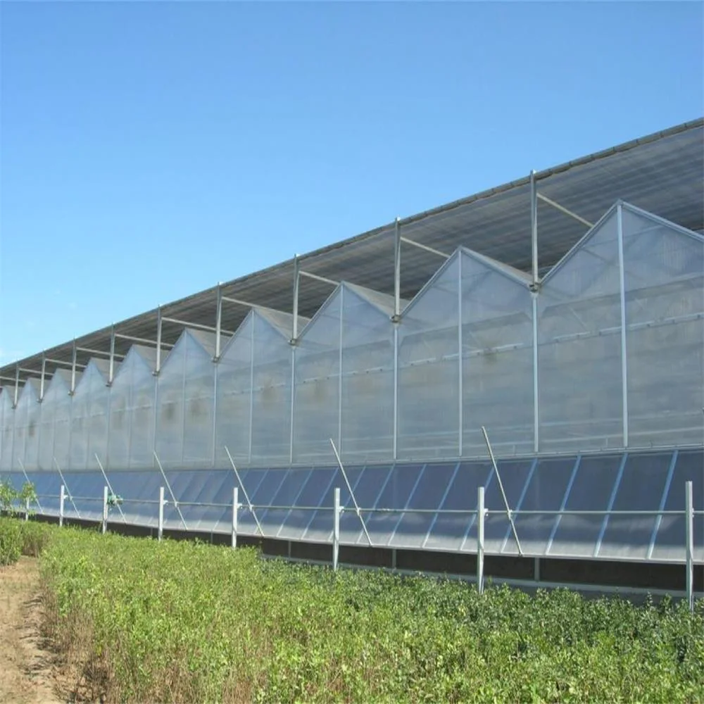 Systèmes hydroponiques Muti-Span Serres de feuilles de polycarbonate Venlo laitue commerciale/Tommato/concombre/poivre/fraise/champignons/fruits/légumes Vert Maisons