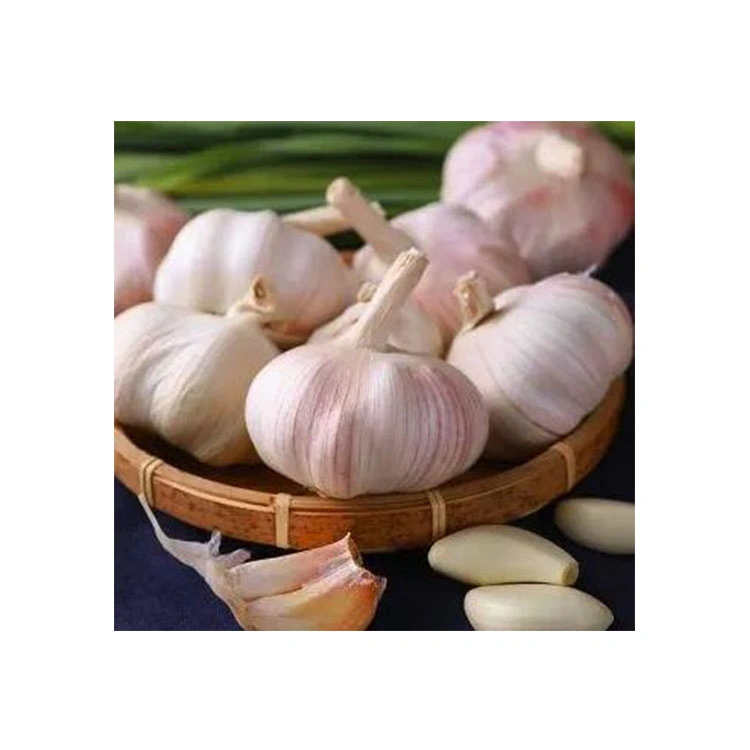 Fresh Solo Garlic From China