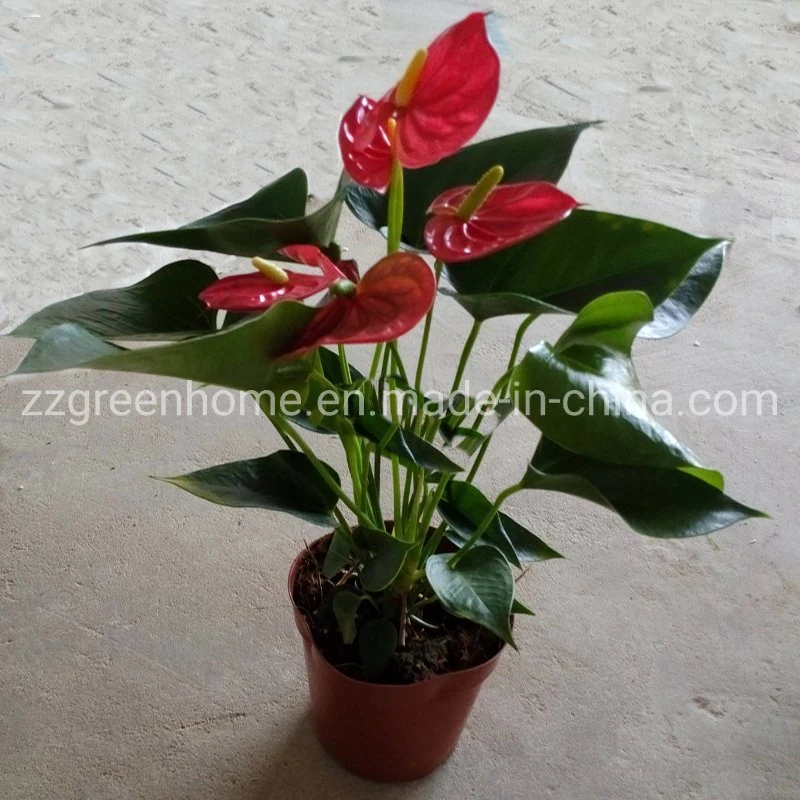 Anthurium Sengende Sonne Rote Blume Echte Pflanzen