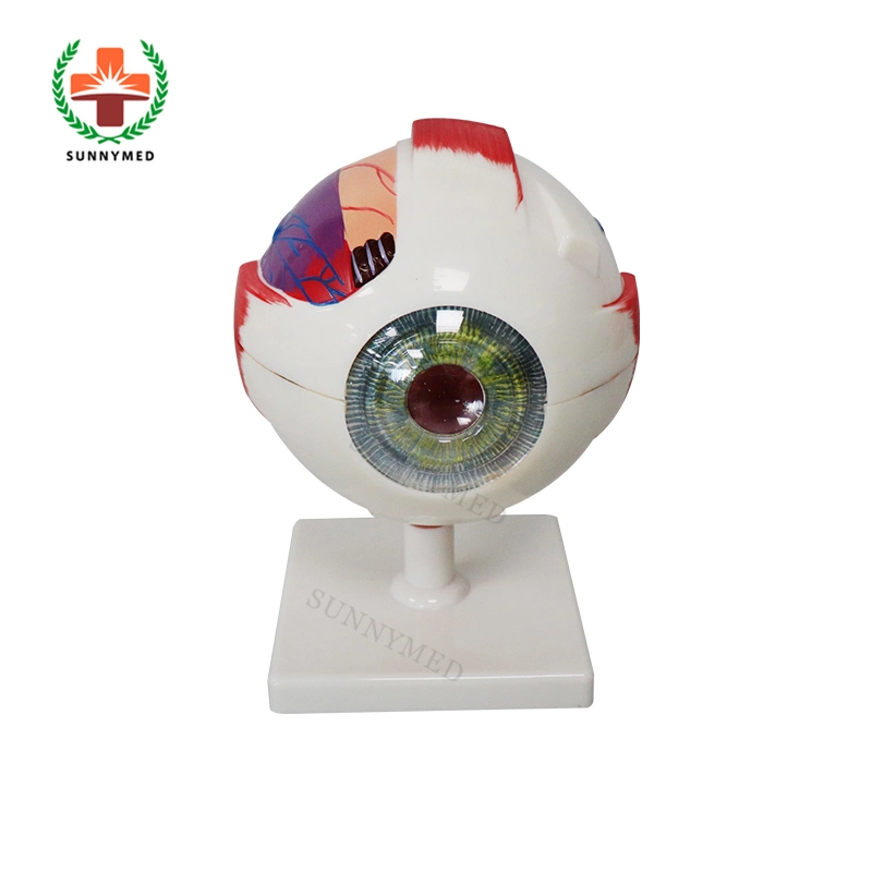 Sy-N023 agrandie humaines médicales 3 fois 6 pièces modèle Eye Ball