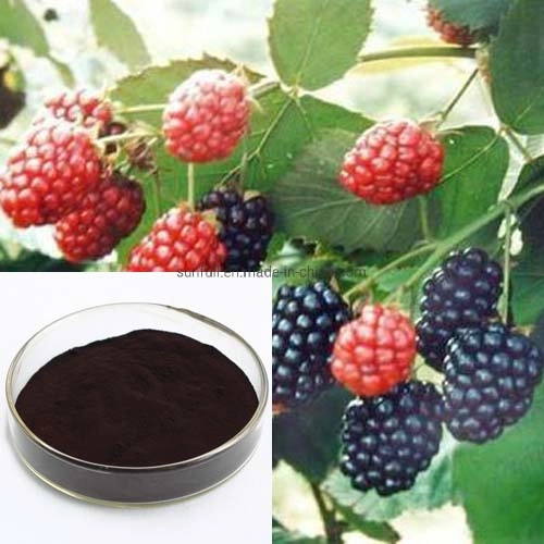 Alimentation d'usine de Mulberry fruits en poudre avec 20 % Anthocyanidins