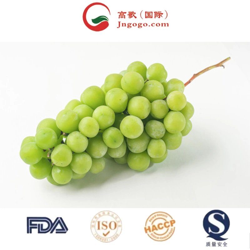 Natural Verde fresco brillo uvas Mascate fruta