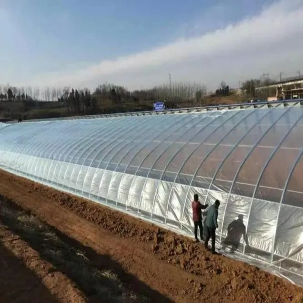 PC Side/Poly House and PE Roof Greenhouse for Vegetable Tomato Cucumber Straberry