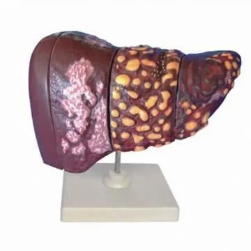 Human Biological Anatomical Digestive System Model