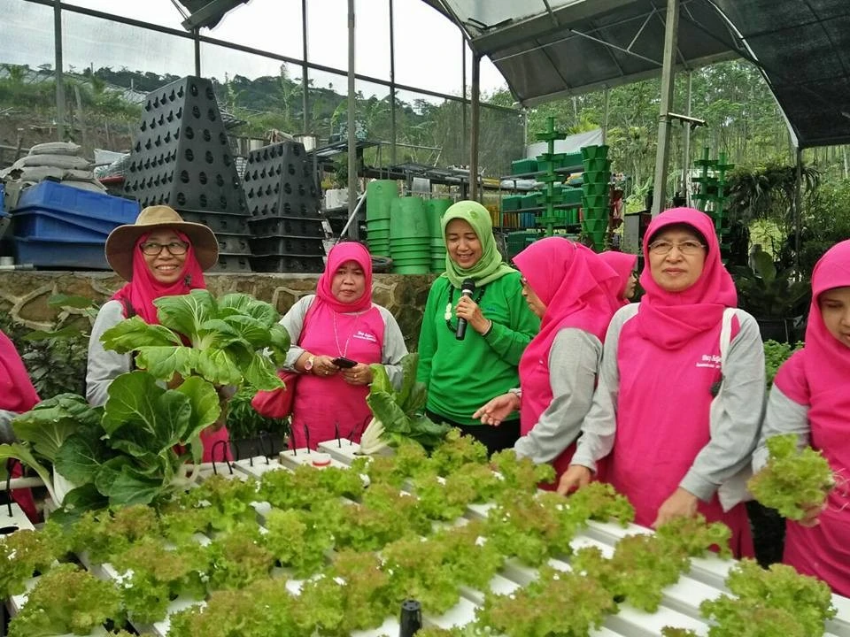 El tubo de hidropónico de plástico de Pimiento plantando lechugas//// Apio repollo vegetales verdes