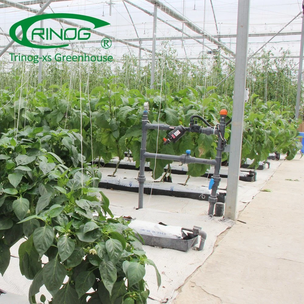 Multi Span Film Agricultural Greenhouse with Cultivation Hydroponics System for Vegetable