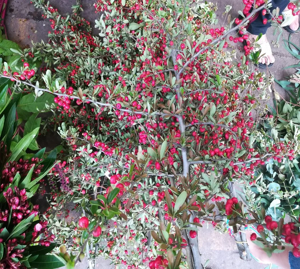 Magnifique jardin décoration feuilles des plantes fraîches coupées Prickle fruits rouge