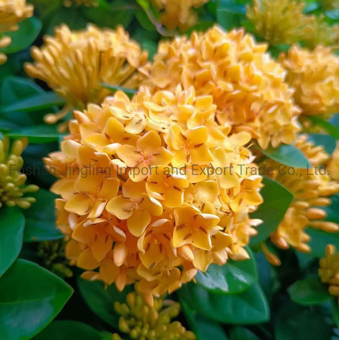 Wholesale/Supplier Ixora Chinese Orange Live Plants Flower Plants Bonsai Best Planting Indoor Plants